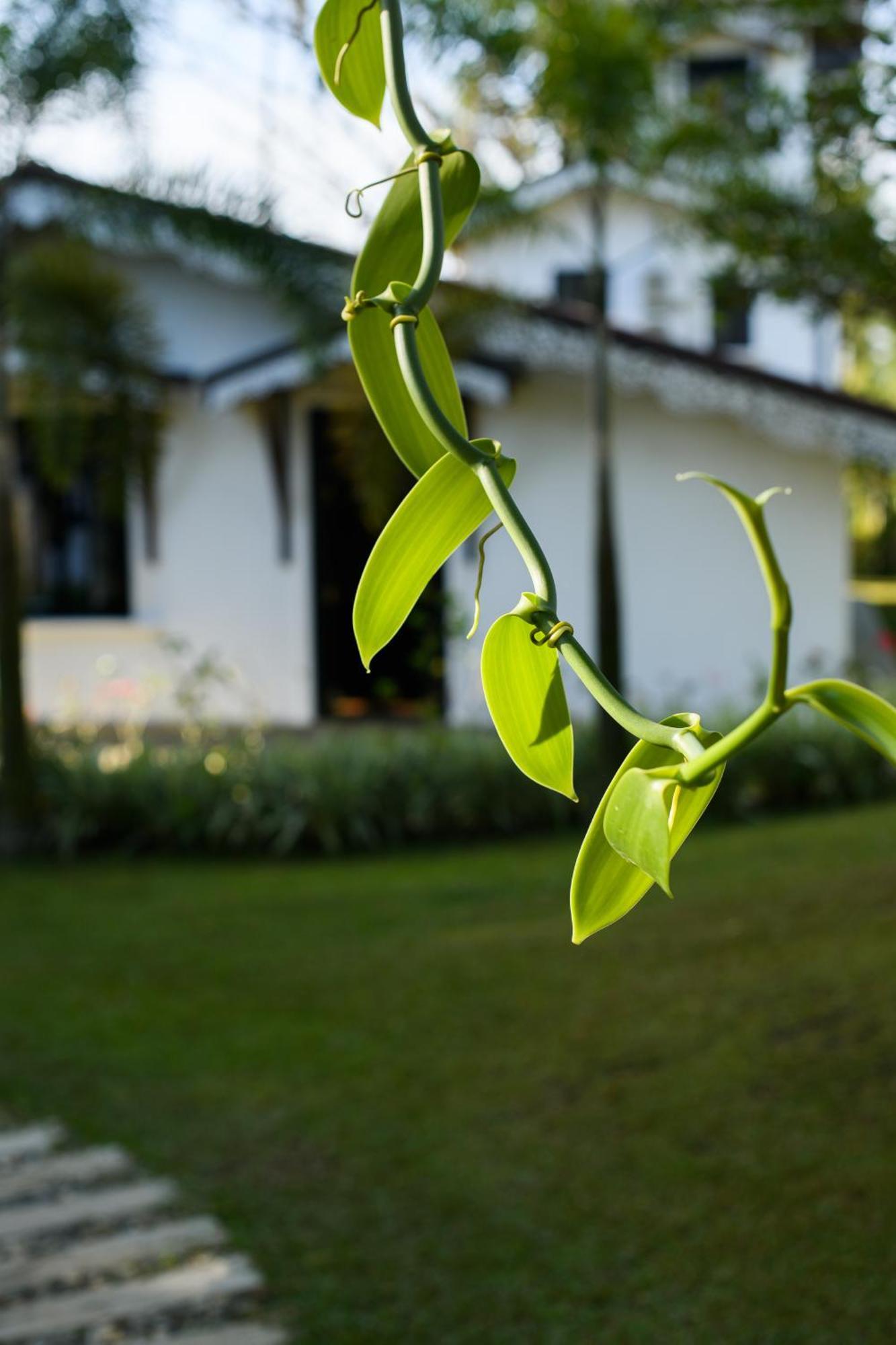 Roots Retreat Hotel Unawatuna Kültér fotó