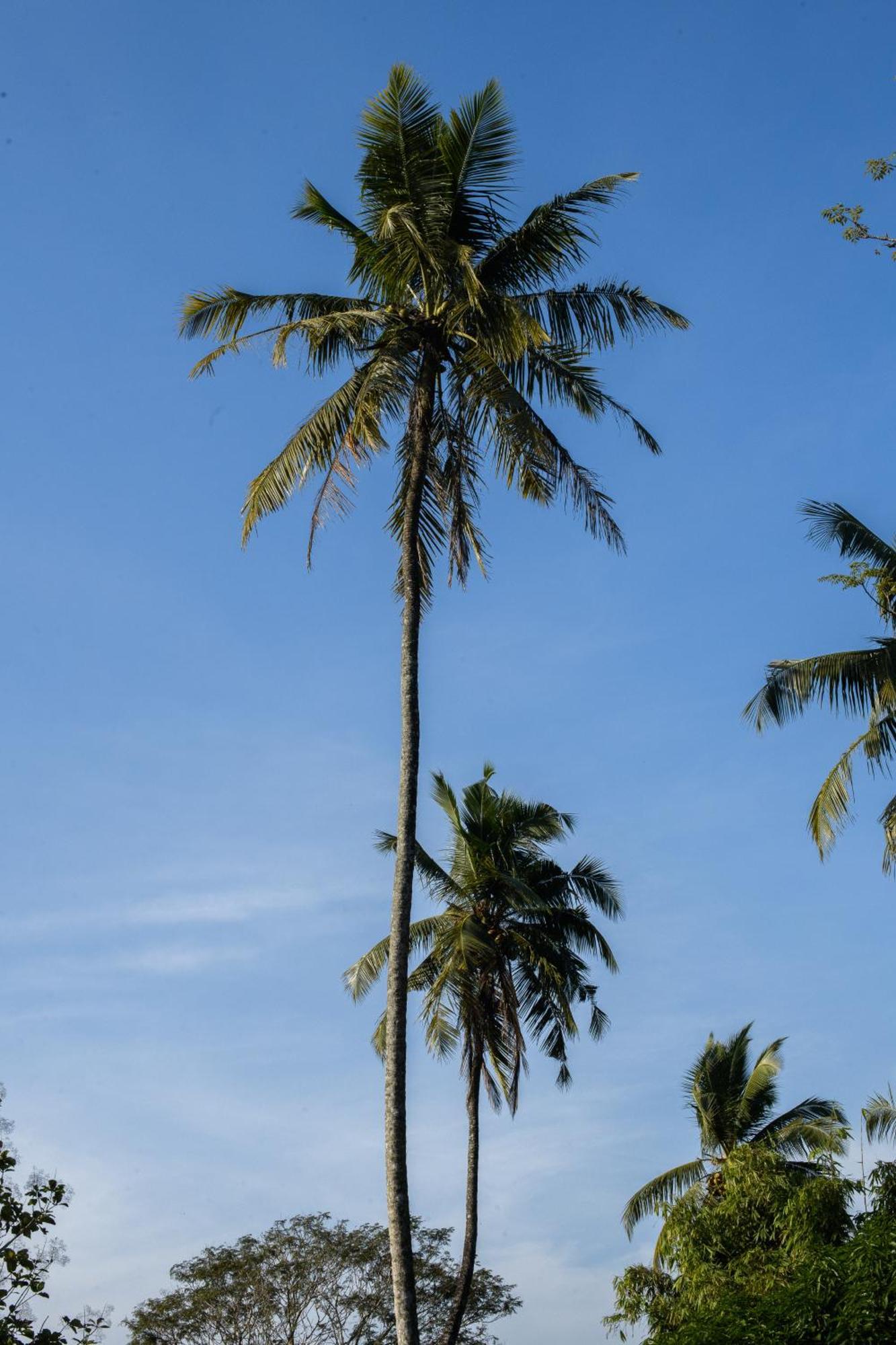 Roots Retreat Hotel Unawatuna Kültér fotó