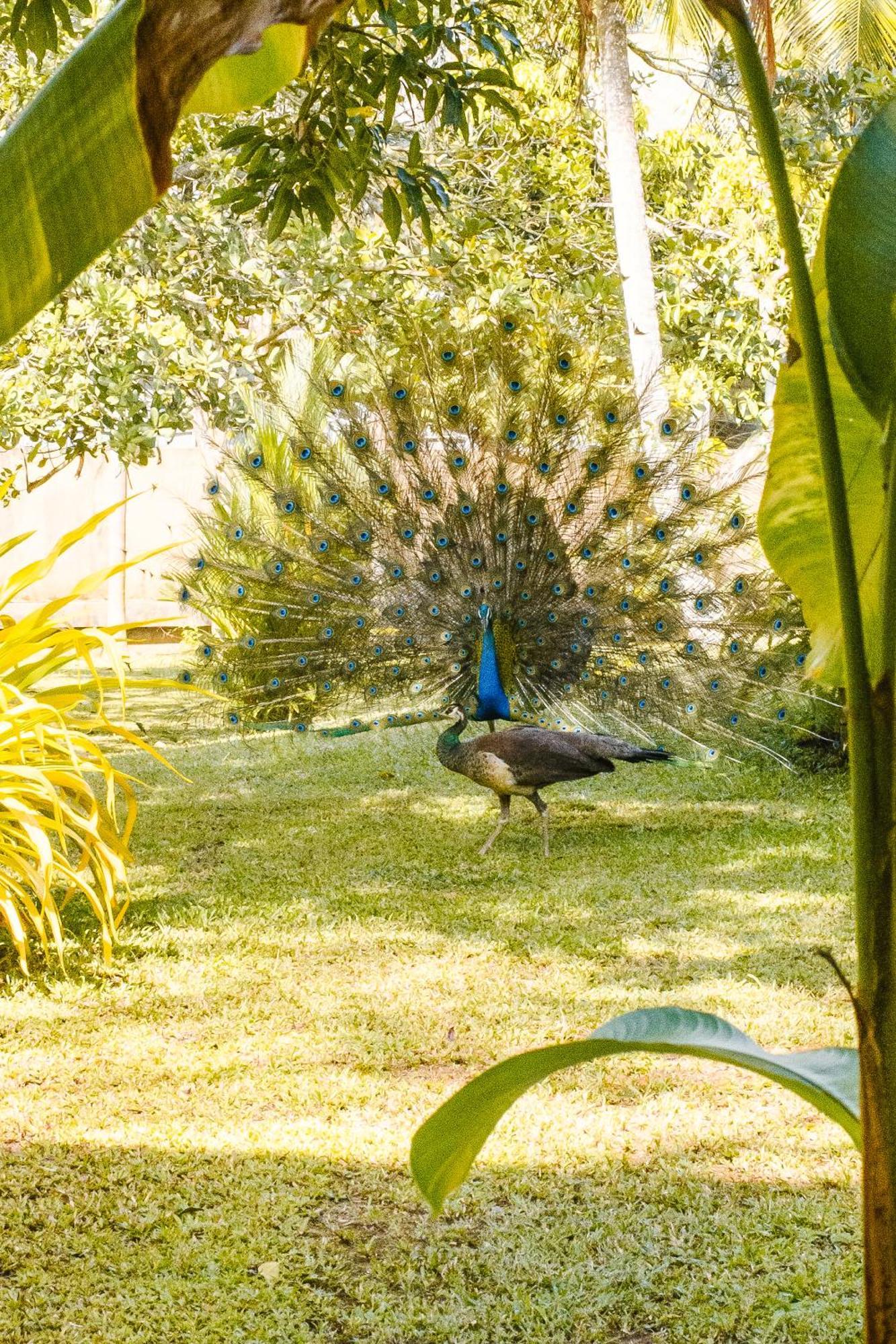 Roots Retreat Hotel Unawatuna Kültér fotó
